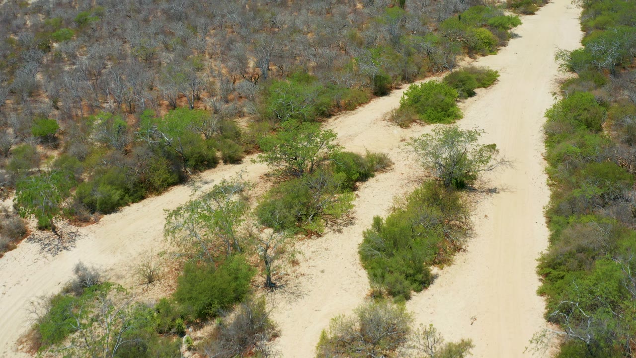 Aerial frame from San Jose Del Cabo where a forked sandy track crosses low green shrubs and dry brush, with no visible people or vehicles.