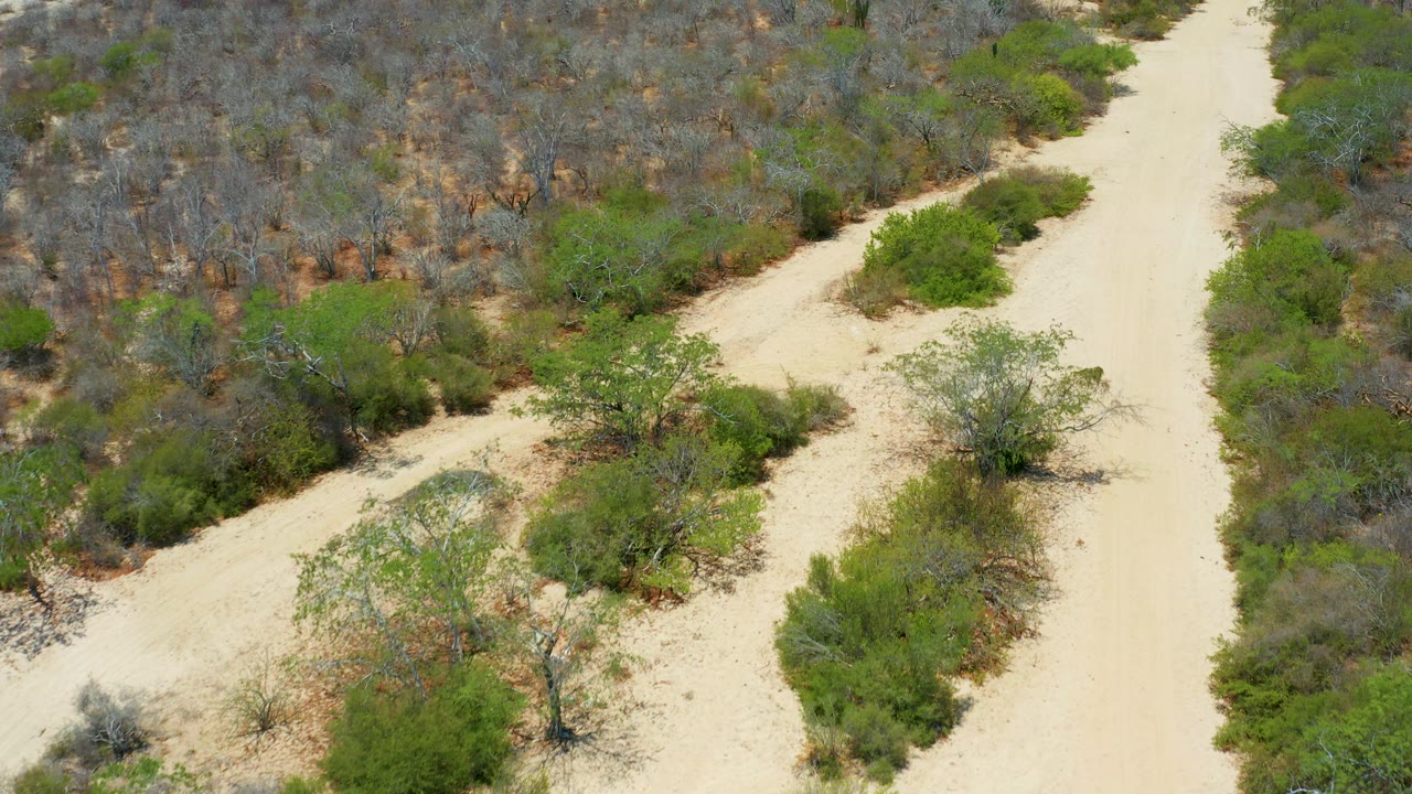 Aerial view in San Jose Del Cabo with a pale sandy road running nearly vertical through green shrubs and gray dry scrub, no visible people.