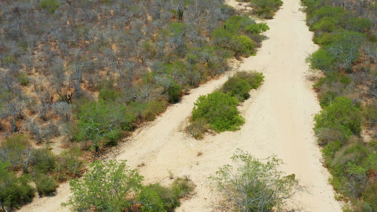 Elevated view of a pale sandy path cutting through dry brush and green shrubs in San Jose Del Cabo, Mexico, with no visible people.