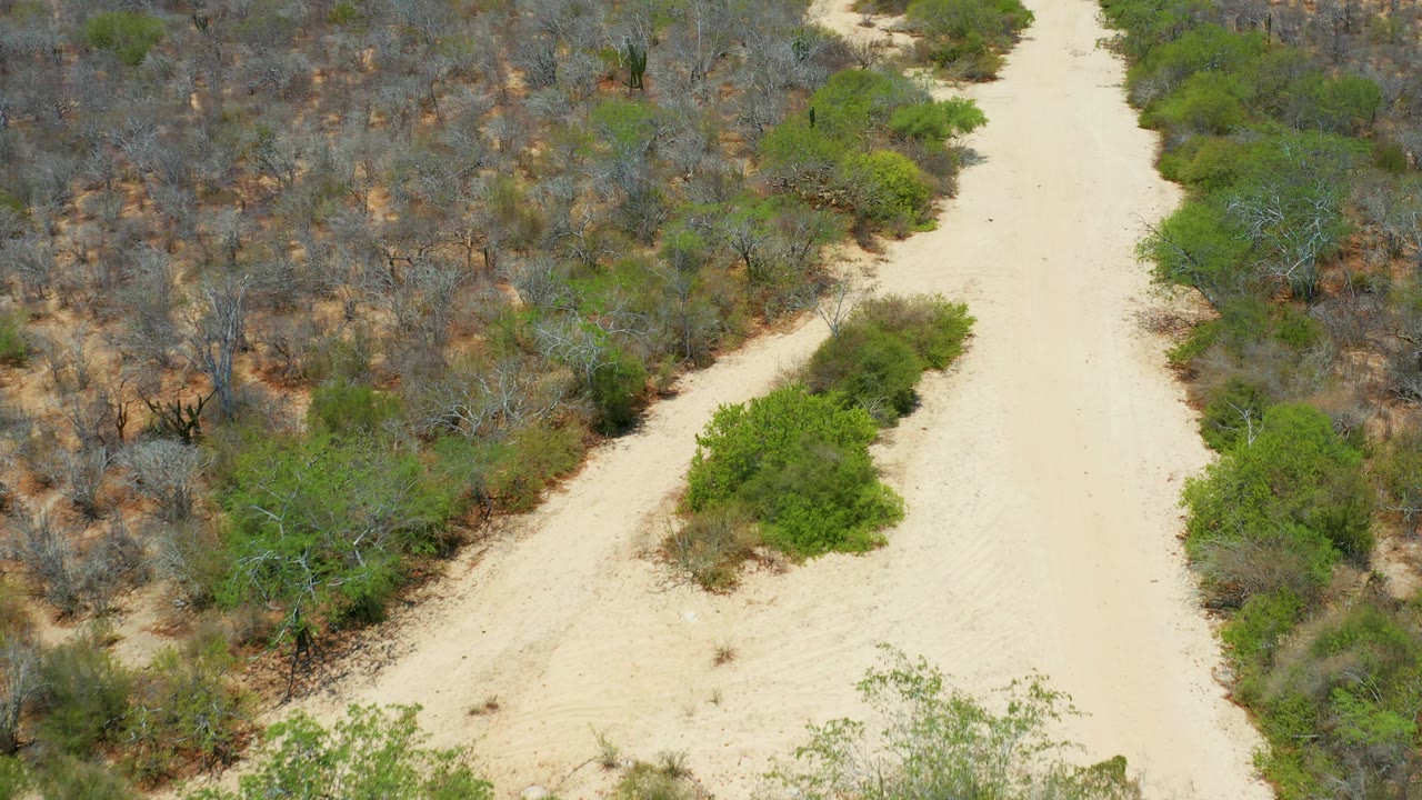 The sandy track curves slightly past clusters of bright green shrubs and dry scrub in San Jose Del Cabo, Mexico, with no visible people.