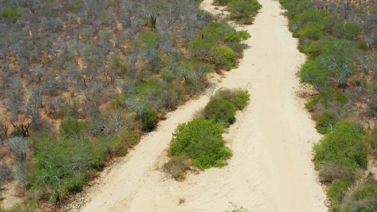 A wide sandy path passes through scrub-covered terrain with green bushes along the edge in San Jose Del Cabo, Mexico, with no visible people.