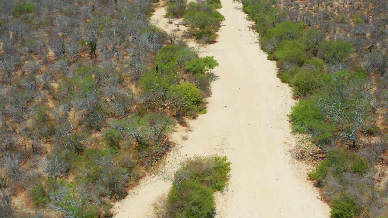 Aerial view in San Jose Del Cabo, Mexico, showing a pale dirt path bordered by dry shrubs and scattered green bushes, with no visible people.