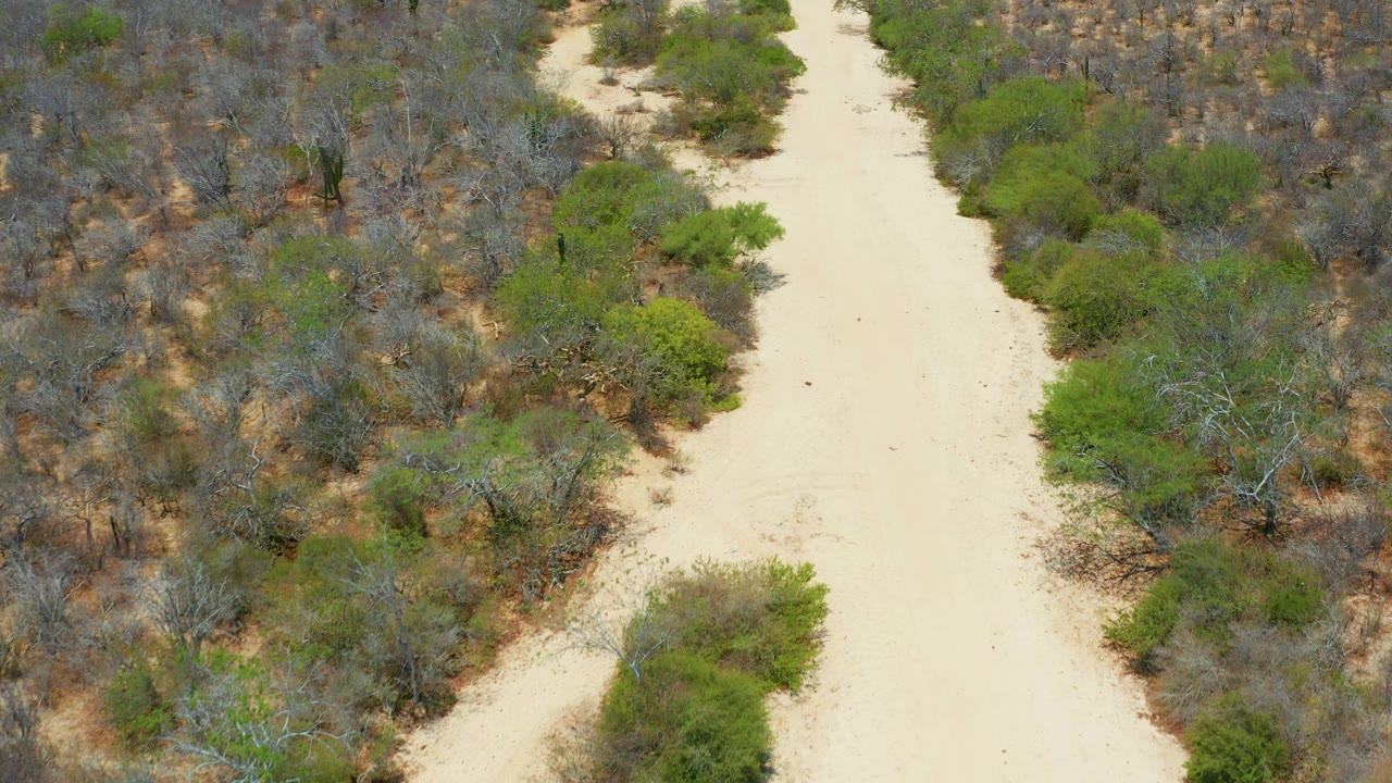 Aerial frame in San Jose Del Cabo, Mexico, with the sandy path bending through gray-brown brush and brighter green shrubs, with no visible people.