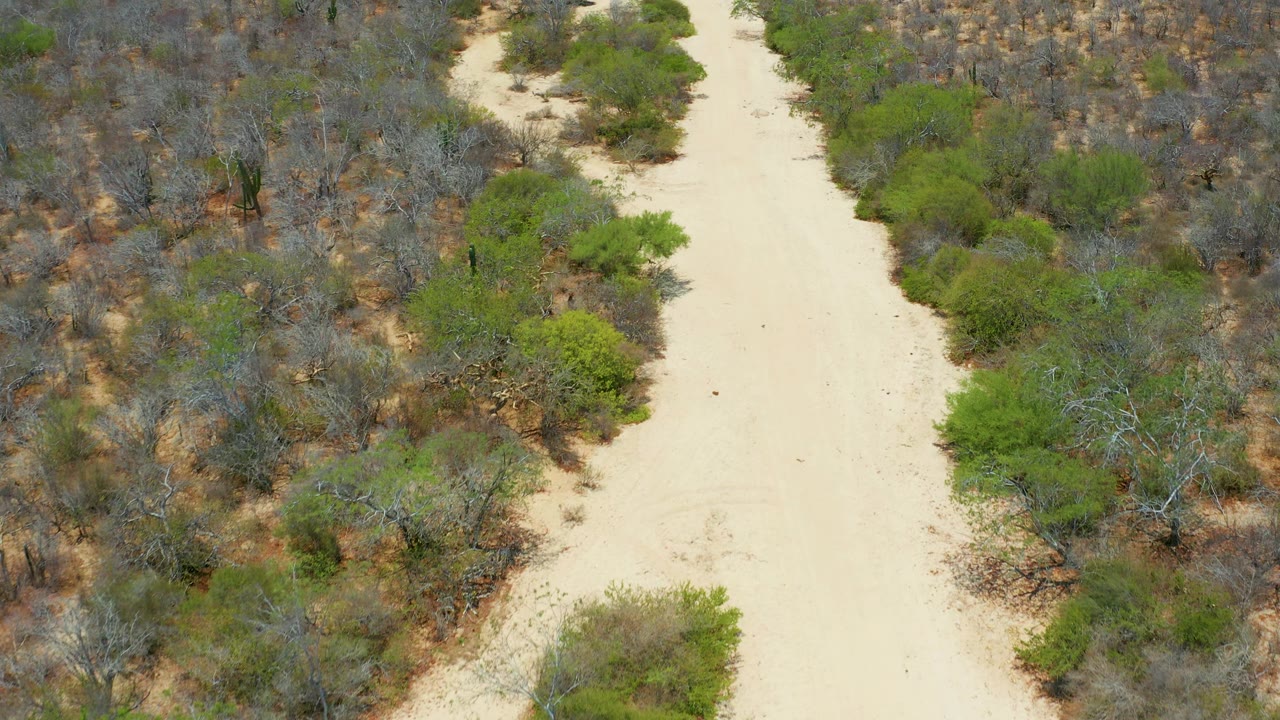 Aerial view in San Jose Del Cabo, Mexico, showing a light sandy road flanked by dense scrub, small trees, and patchy dry earth, with no visible people.