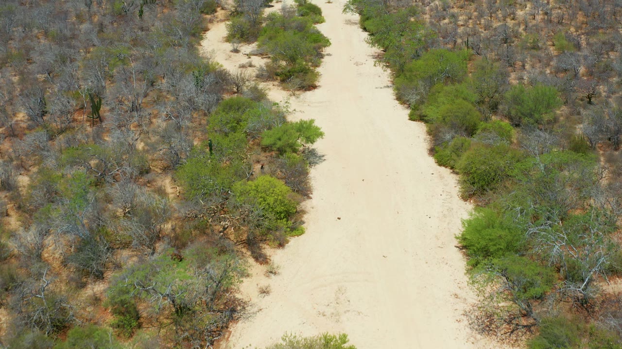 Aerial frame in San Jose Del Cabo, Mexico, with a dusty road crossing the view and thick shrubs pressing close to both sides, with no visible people.
