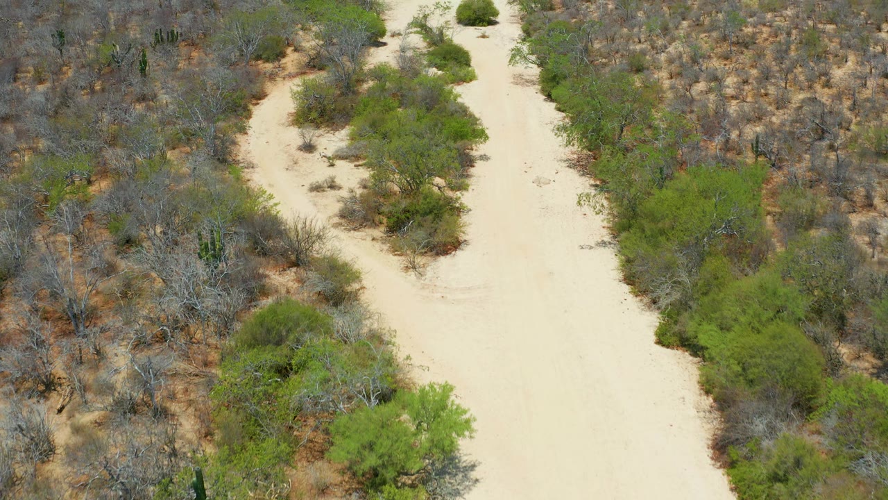 Aerial San Jose Del Cabo frame with a pale dirt corridor bending through mixed scrub, larger green shrubs, gray branches, and cactus-like vertical plants, with no visible people.