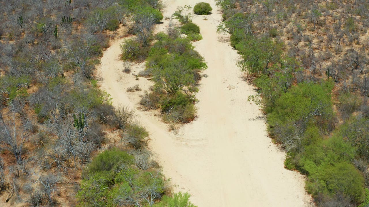 From above San Jose Del Cabo, the sandy ground forms a bright vertical lane beside clusters of green desert plants and dry brush, with no visible people.