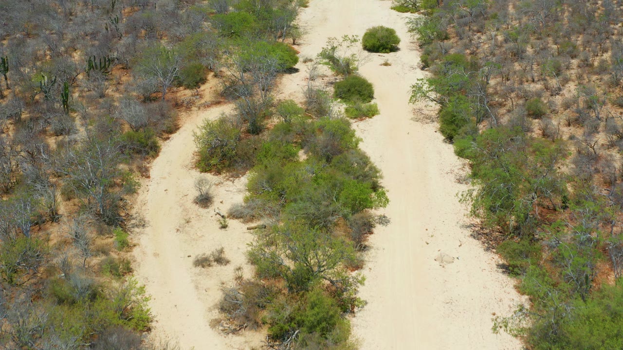 Overhead frame in San Jose Del Cabo, Mexico showing a pale dirt path running near the left side with green shrubs, gray scrub, cactus shapes, and no visible people.