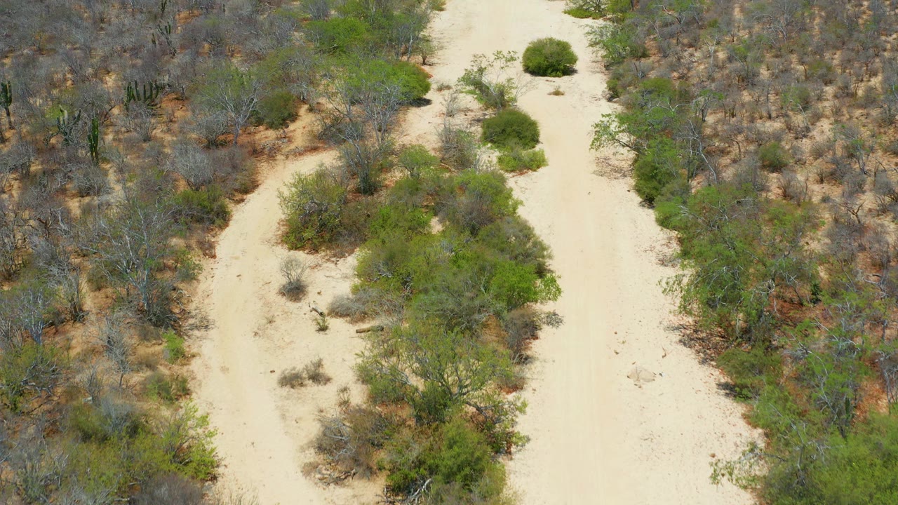 Aerial frame in San Jose Del Cabo, Mexico showing the sandy trail closer to center, bordered by low green bushes, dry gray vegetation, and no visible people.