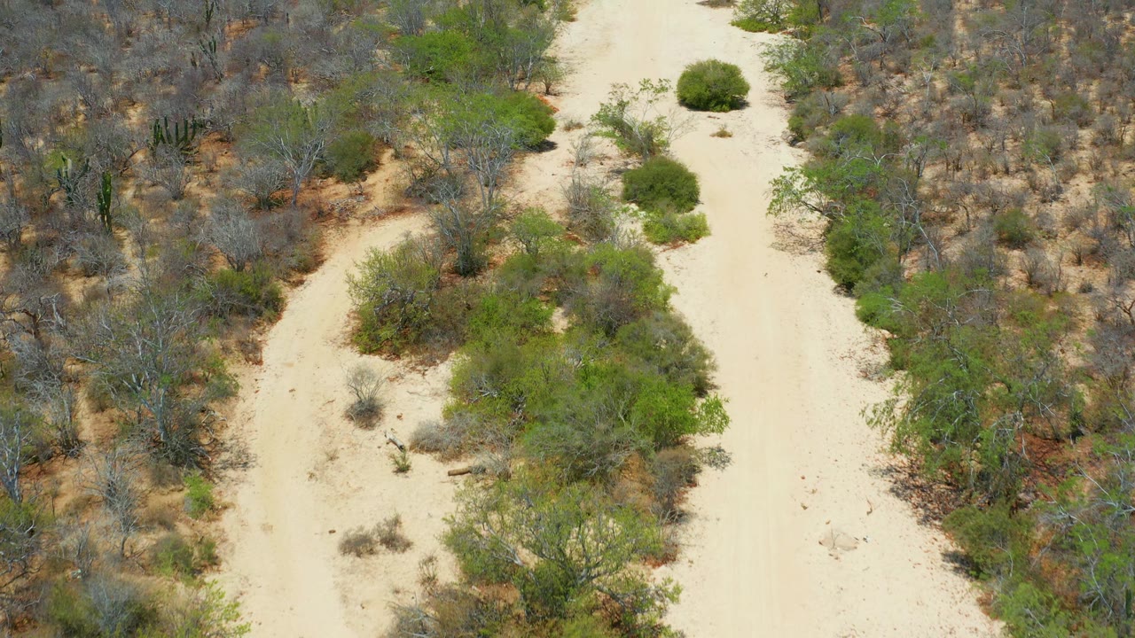 Overhead frame in San Jose Del Cabo, Mexico showing a pale vertical path with a cluster of green shrubs along the right edge and sparse brown-gray brush to the left, with no visible people.