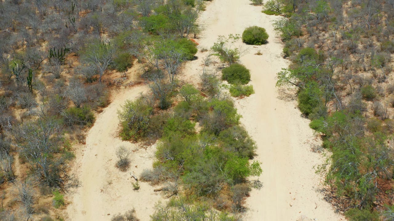 Aerial frame in San Jose Del Cabo, Mexico showing the dirt path bending through thicker brush, with green shrubs on the inside edge and dry scrubland around it, and no visible people.