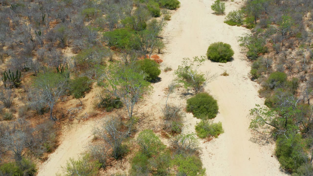 Overhead frame from San Jose Del Cabo, Mexico, showing pale sandy ground bordered by gray scrub, green shrubs, and sparse small trees, with no visible people.