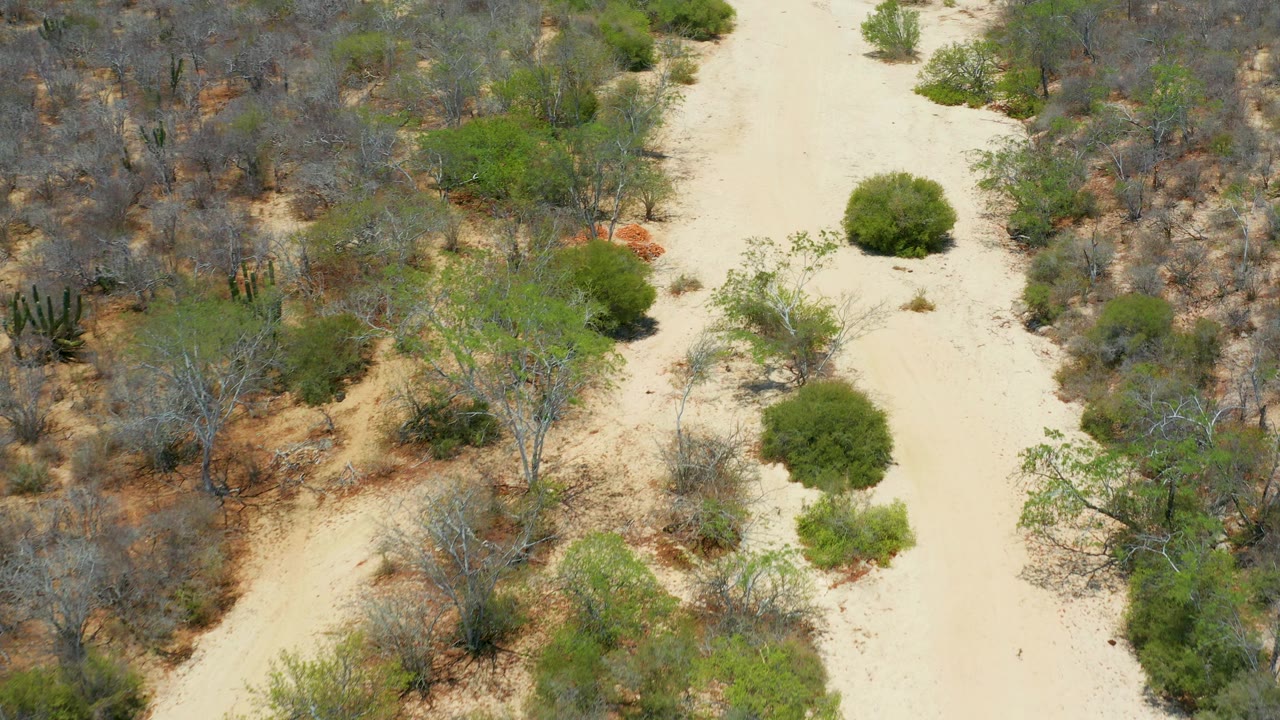 A sandy wash fills the center of the San Jose Del Cabo frame, with low green shrubs and dry gray brush on both sides and no visible people.
