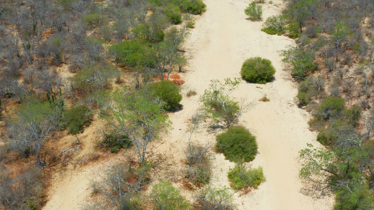 The overhead view shows light sand curving through mixed dry scrub, green bushes, and scattered trees in San Jose Del Cabo, with no visible people.