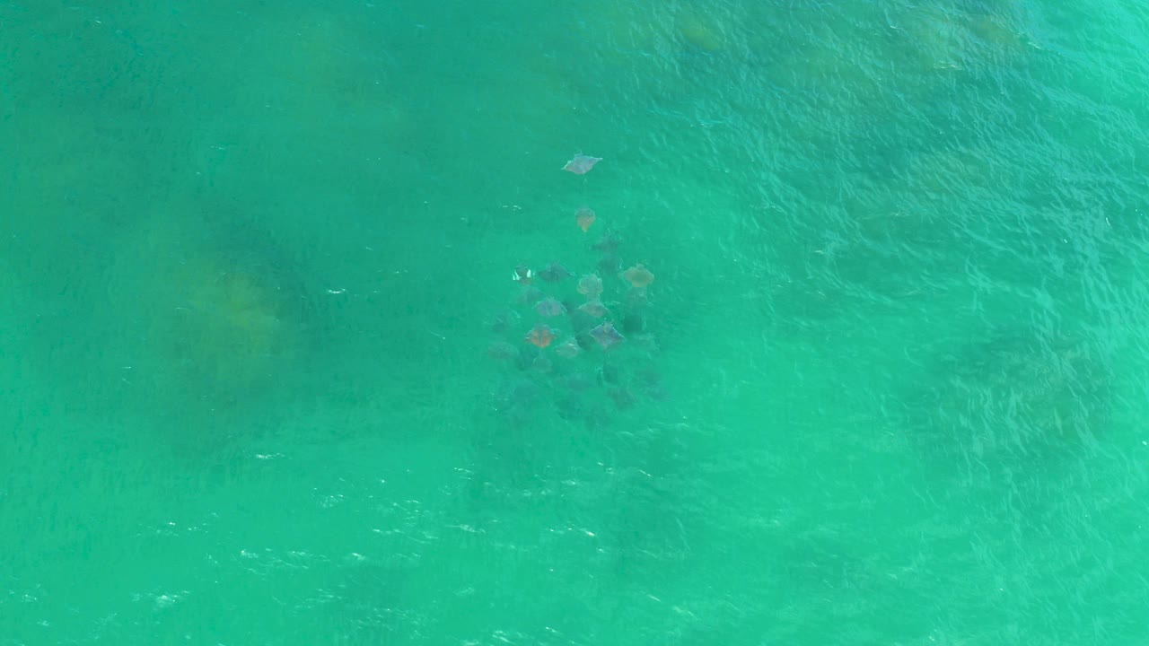 Overhead view in Laguna Beach, Baja California Sur, showing a small group of ray-like marine animals beneath clear turquoise water, with no visible people.