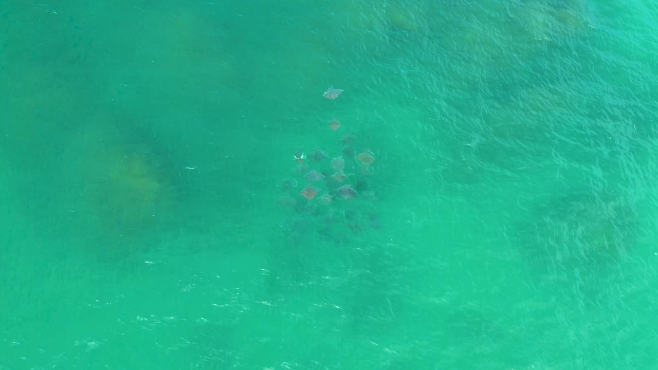 Overhead frame in Laguna Beach, Baja California Sur, with the ray-like group slightly clearer against rippled teal water and no visible people.
