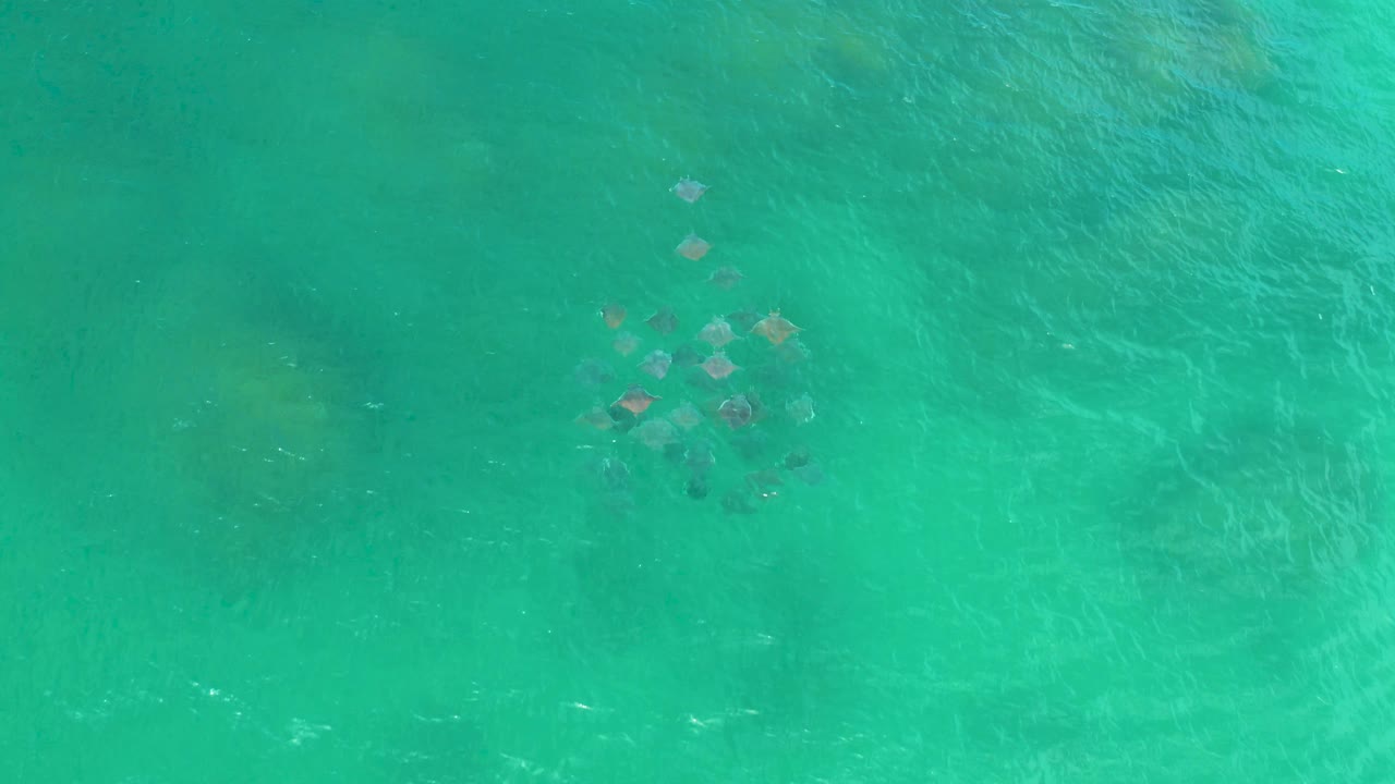 Overhead view in Laguna Beach, Baja California Sur, showing the ray-like animals near the upper right of the frame with open blue-green water around them and no visible people.