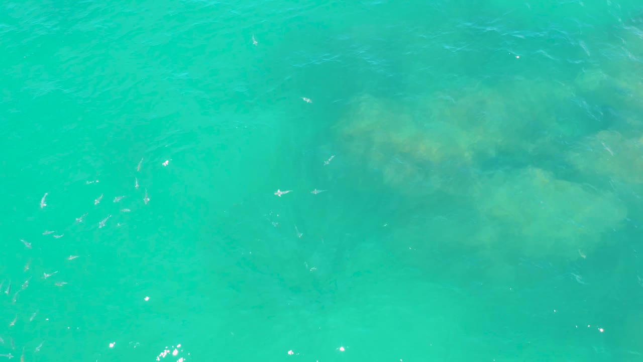 A cluster of small fish moves through blue-green water at Laguna Beach, Baja California Sur, with muted rocks beneath the rippled surface and no visible people.