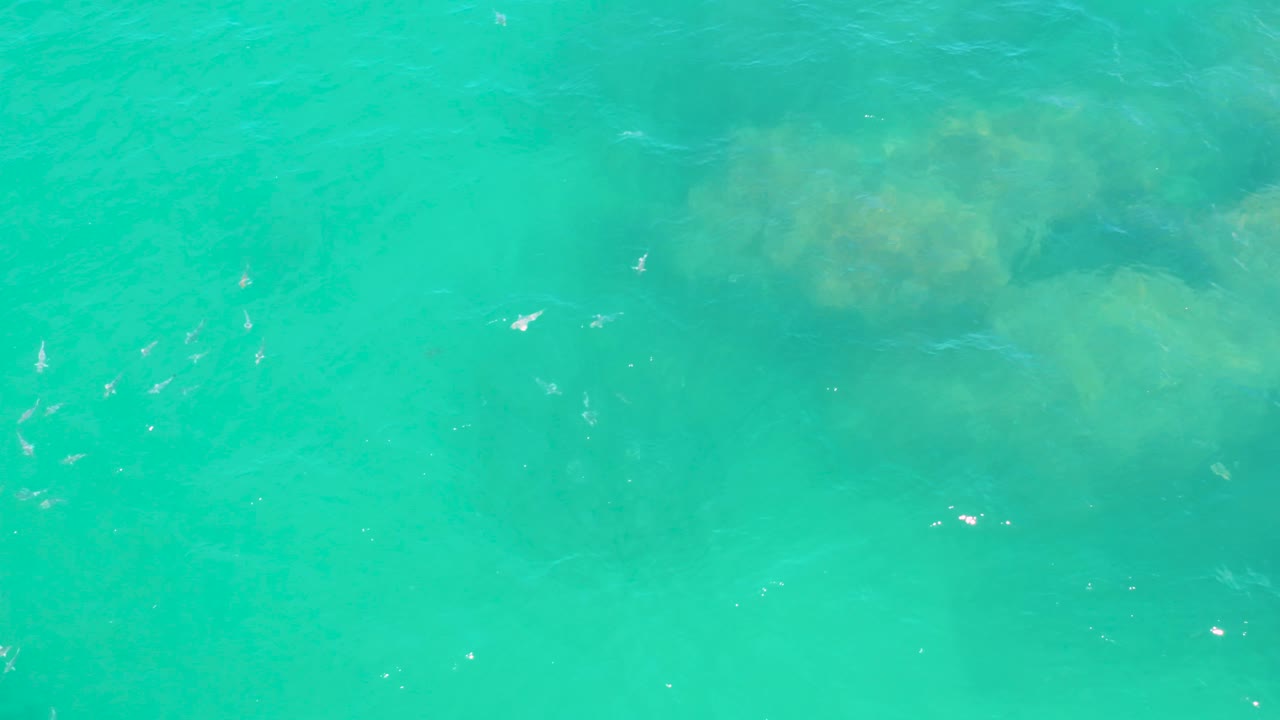 Bright turquoise water in Laguna Beach, Baja California Sur, shows scattered fish crossing above pale underwater rocks and small white reflections on the surface, with no visible people.