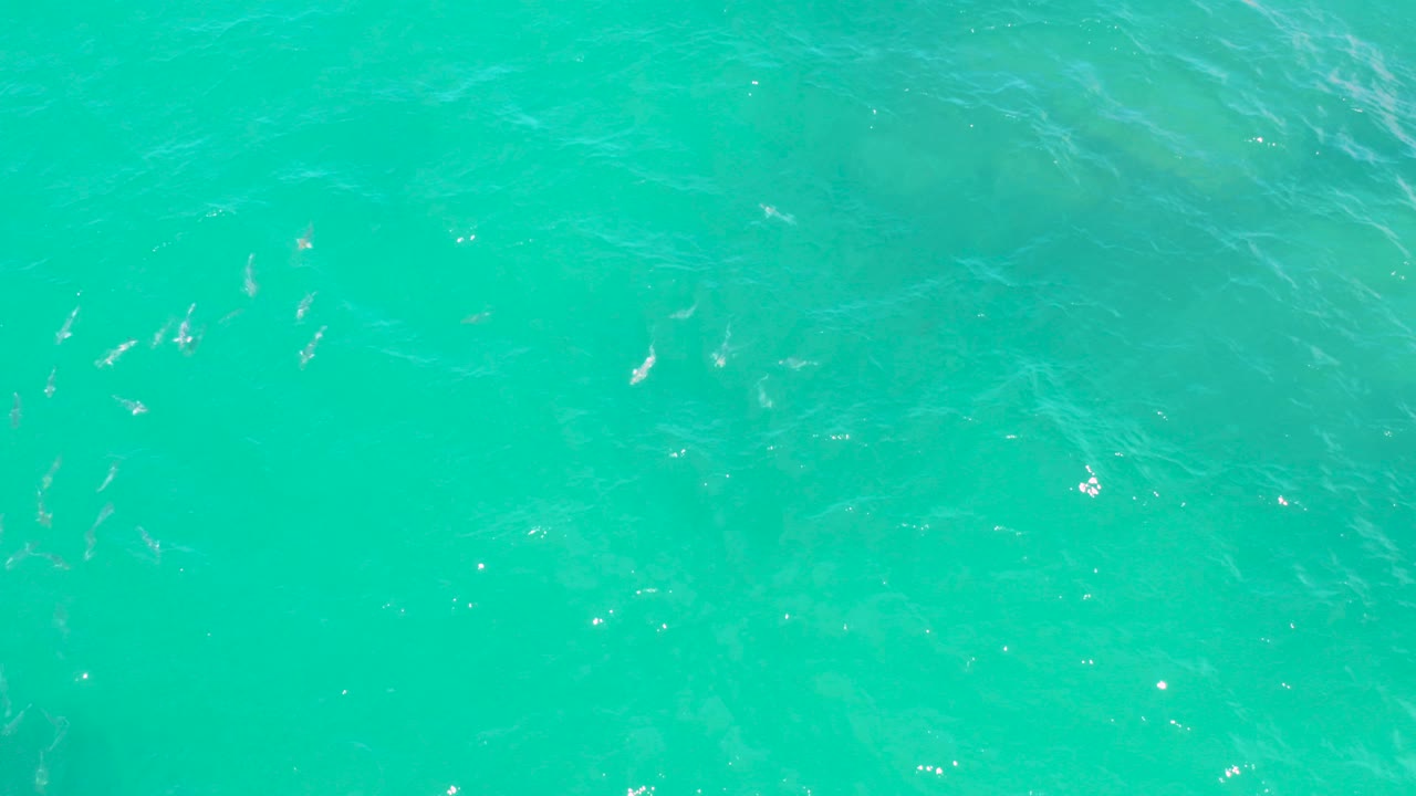 Small fish in sparkling green ocean water
