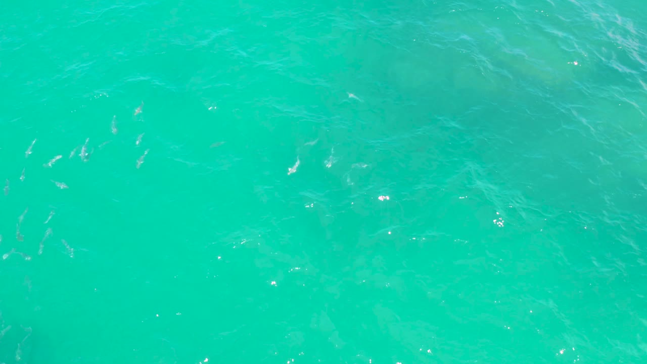 Several pale fish shapes appear beneath turquoise surface ripples in Laguna Beach, Baja California Sur, with bright sparkles and no visible people.