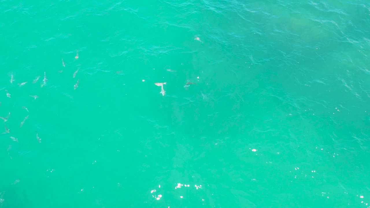 Small fish are scattered across green coastal water in Laguna Beach, Baja California Sur, with faint underwater shadows and no visible people.