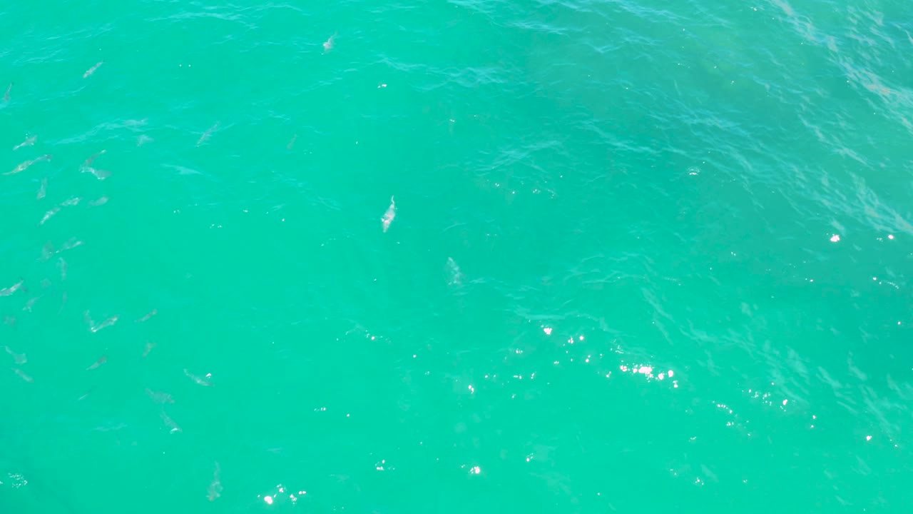Clear green sea water in Laguna Beach, Baja California Sur, with several small fish visible under the surface and thin ripples crossing the frame, no visible people.