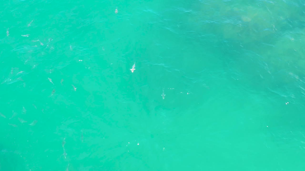 Clear green-blue sea water fills the frame at Laguna Beach, Baja California Sur, with scattered fish shapes under the surface and no visible people.