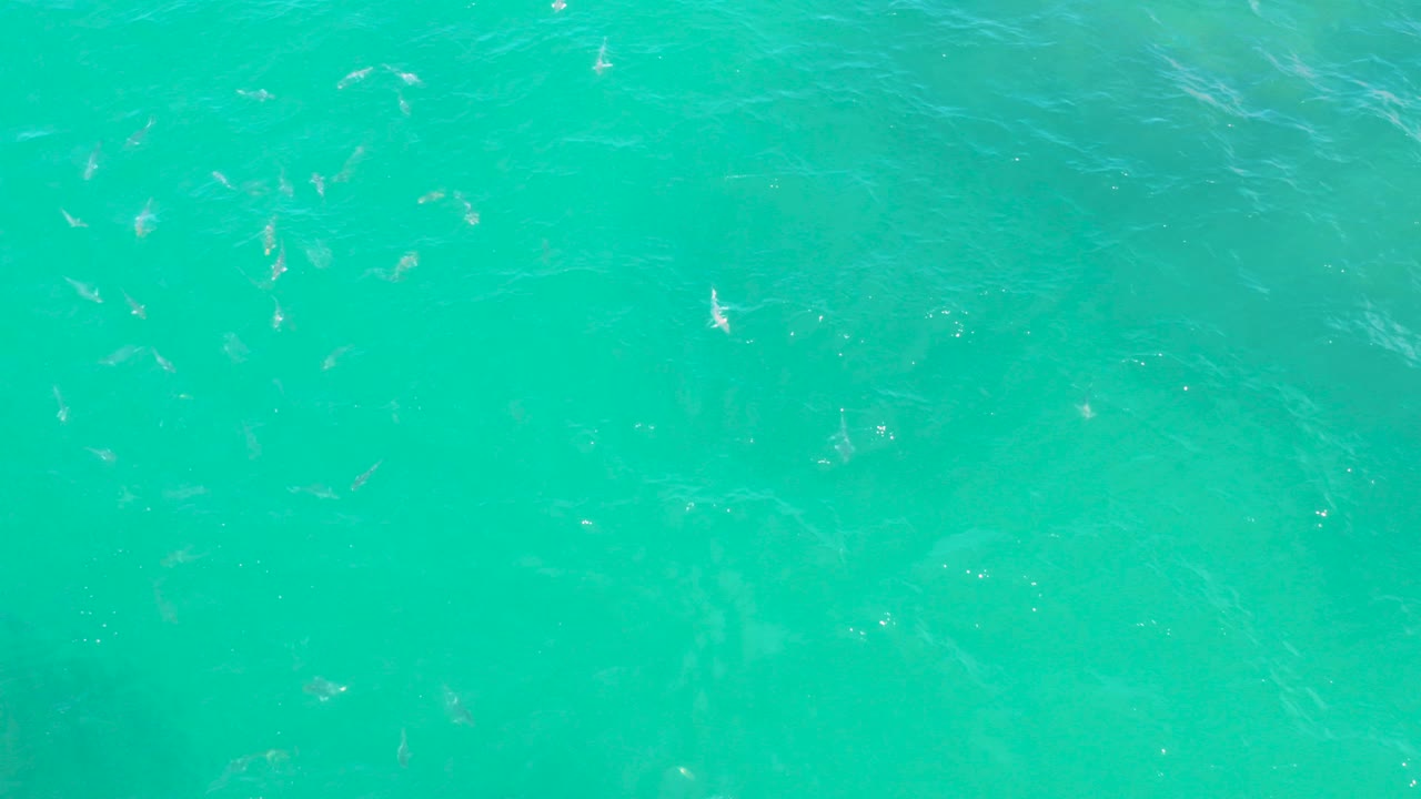 Overhead view of turquoise sea at Laguna Beach, Baja California Sur, with scattered small fish under wind-rippled water and no visible people.