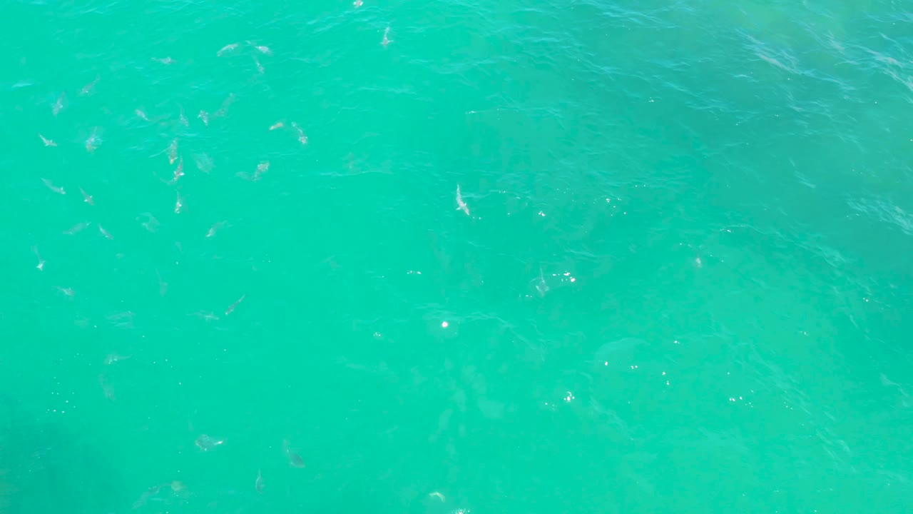 Blue-green water fills the frame at Laguna Beach, Baja California Sur, with loose groups of small fish and pale sunlight shimmer across the ripples, no visible people.