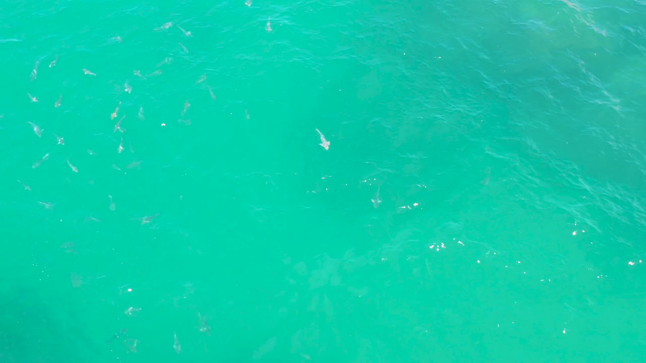A near-vertical view of Laguna Beach sea water shows small fish scattered near the center and right side beneath turquoise ripples, with no visible people.