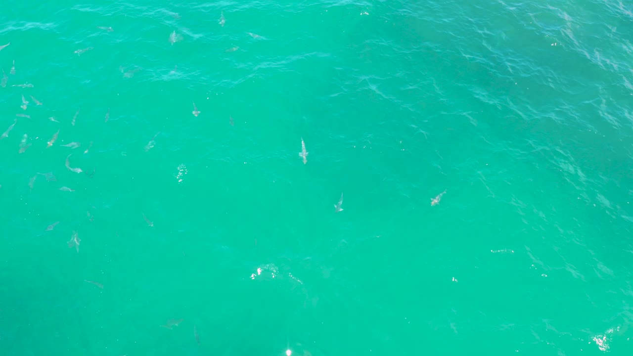Top-down turquoise ocean with small sea creatures beneath the surface.