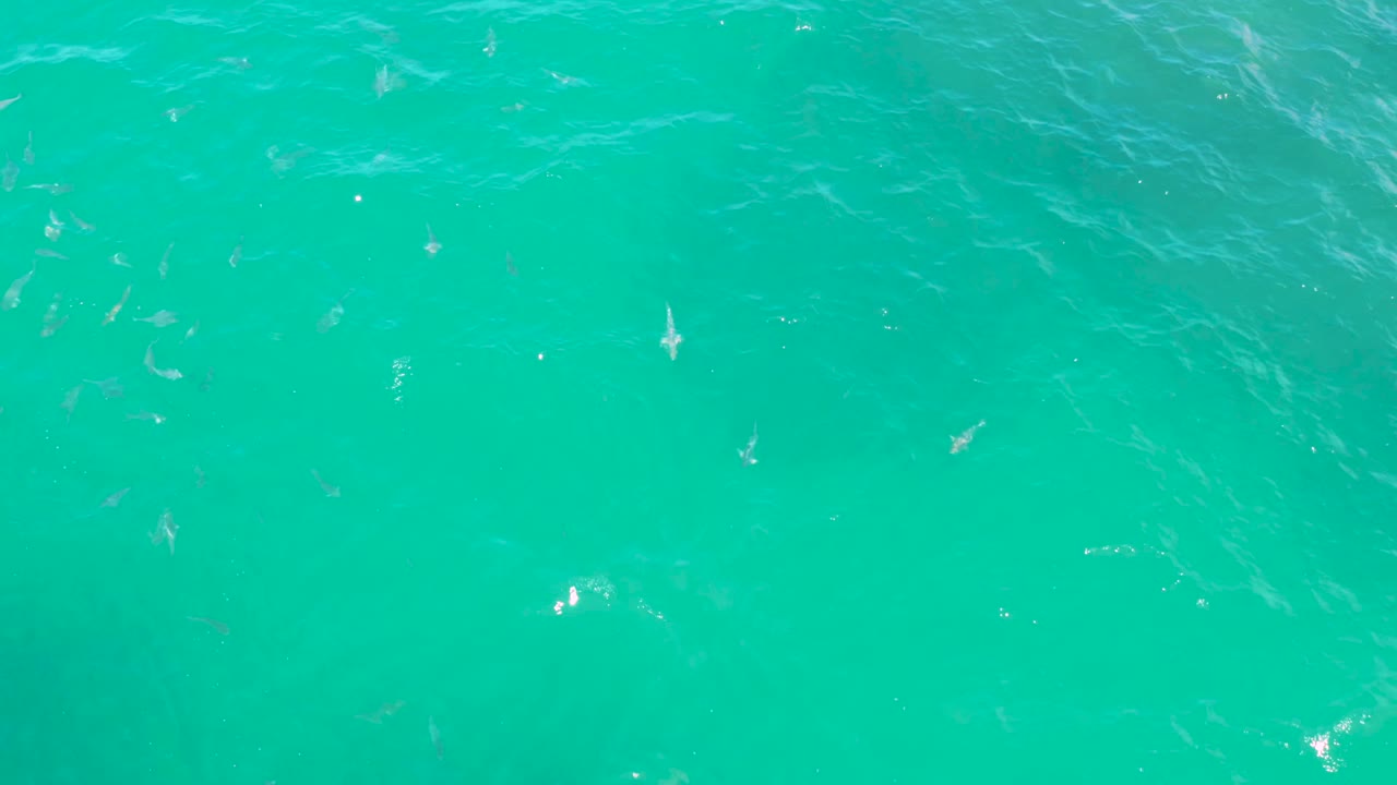 Aqua ocean water in Laguna Beach, Baja California Sur, shows faint diagonal wave streaks and small pale sea creatures spread across the frame, with no visible people.