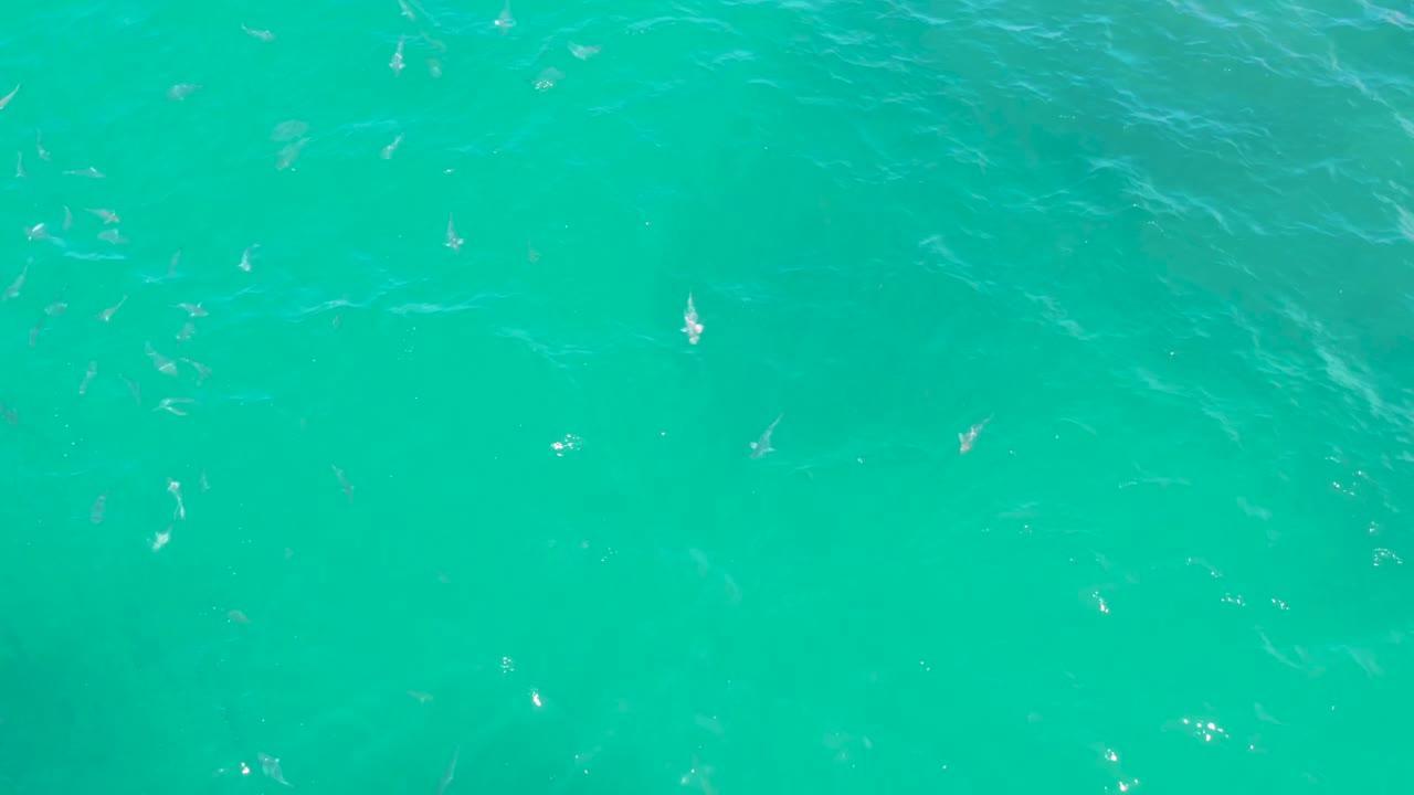 Overhead aerial view of turquoise water in Laguna Beach, Baja California Sur, with several small white sea creatures more distinct near the center and no visible people.