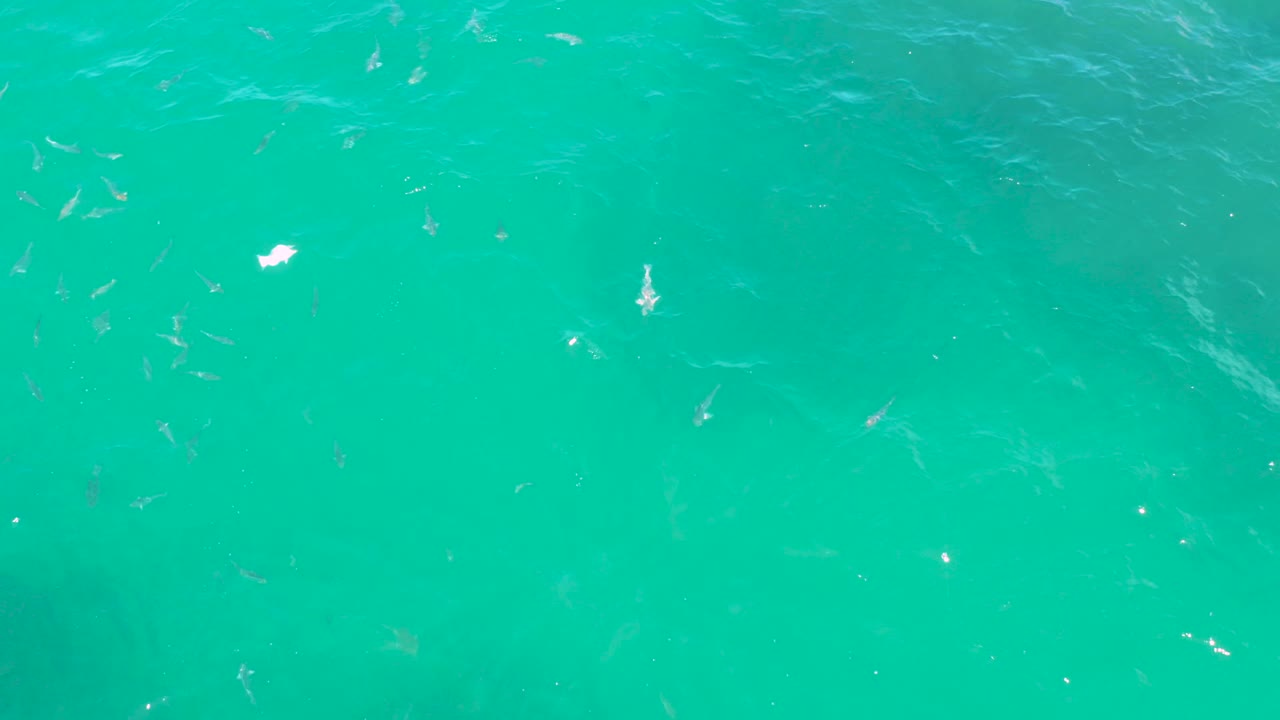 Blue-green water in Laguna Beach, Baja California Sur, contains scattered sea creatures below the surface, a small bright glare patch, and no visible people.