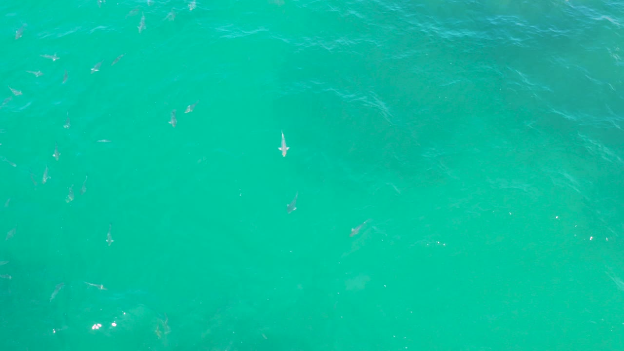 Turquoise water with small fish below the surface
