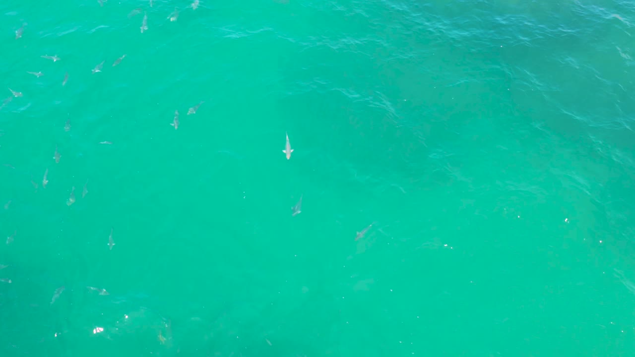 Overhead frame from Laguna Beach, Baja California Sur, showing small pale fish dispersed through blue-green water with gentle ripple lines and no visible people.
