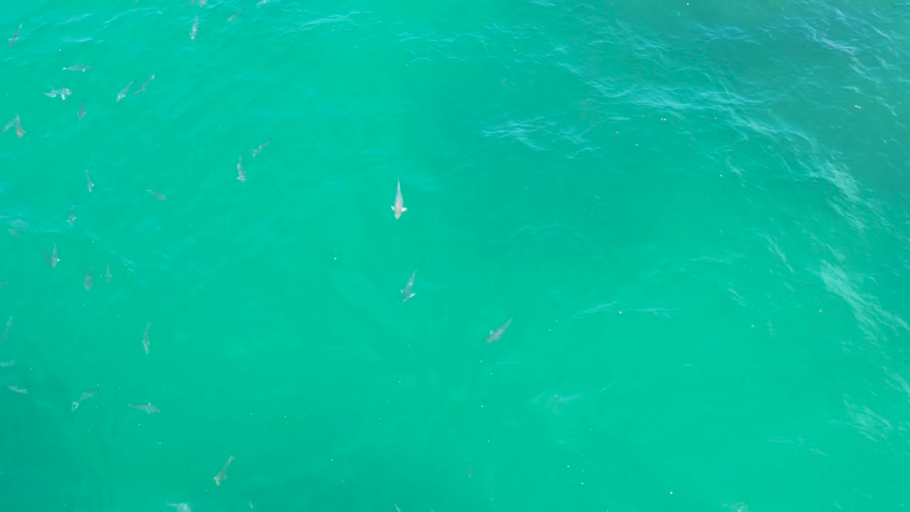 Clear turquoise ocean water in Laguna Beach, Baja California Sur, with small fish visible below a lightly textured surface and no visible people.