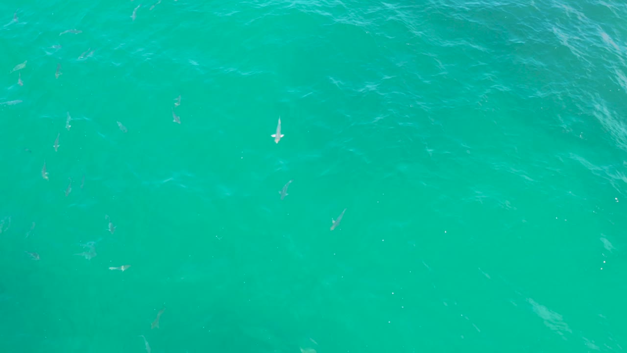 Top-down view of Laguna Beach, Baja California Sur water with scattered small fish, subtle darker underwater areas, and no visible people or shoreline.