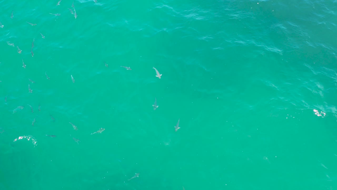 Overhead view of turquoise-green water at Laguna Beach, Baja California Sur, with scattered fish shapes under the surface and no visible people.