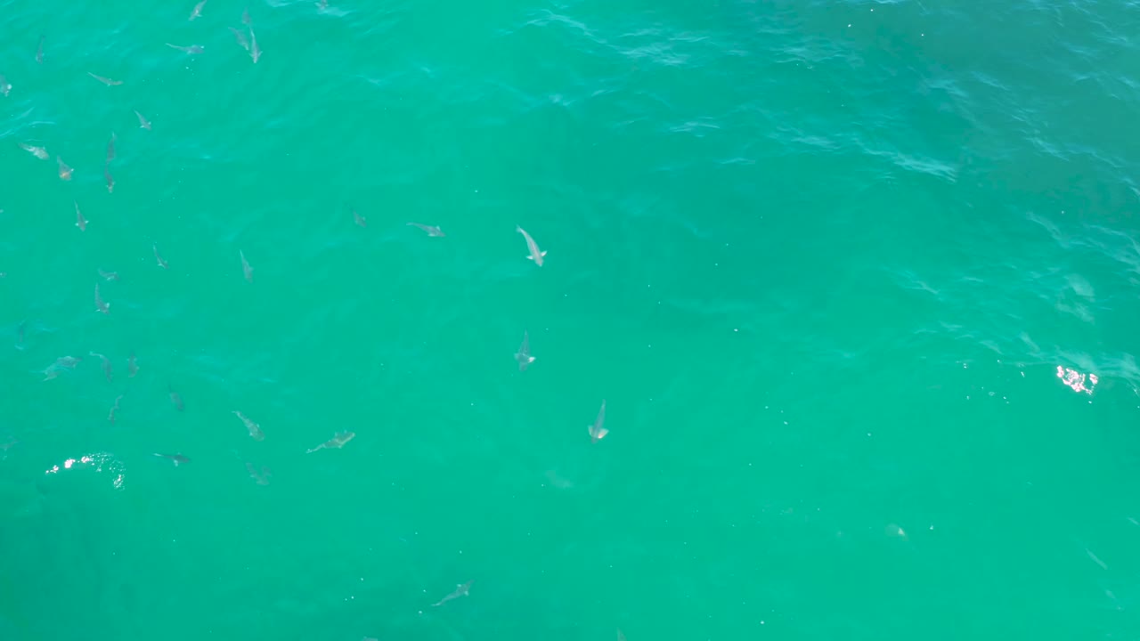 Aerial frame over green coastal water in Laguna Beach, Baja California Sur, with small fish spread unevenly below the surface and no visible people.