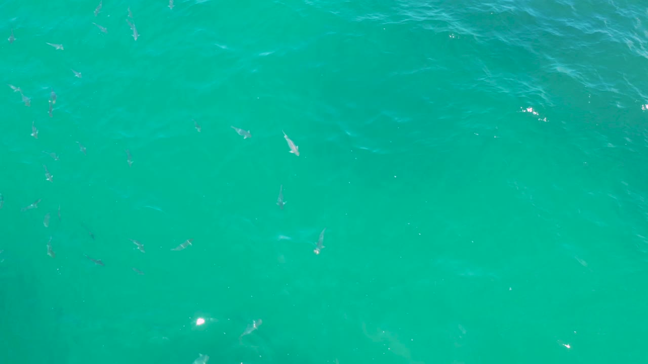 Top-down sea-green water at Laguna Beach, Baja California Sur, with fish visible beneath soft ripples and a few bright surface highlights, with no visible people.