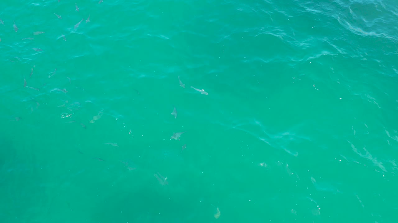 Overhead view of turquoise seawater in Laguna Beach, Baja California Sur, with small pale fish dispersed under the surface and no visible people.