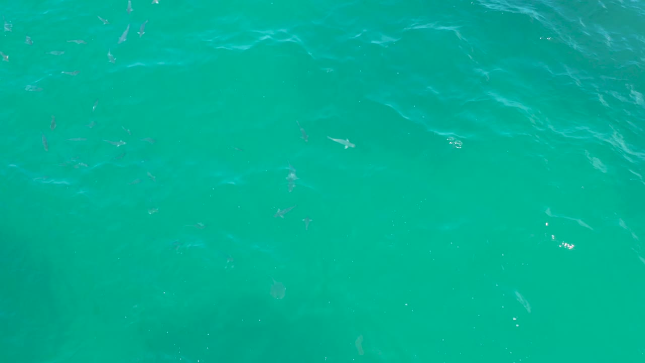 Sunlit turquoise sea in Laguna Beach, Baja California Sur, with scattered fish beneath the surface, a small bright glare point, and no visible people.