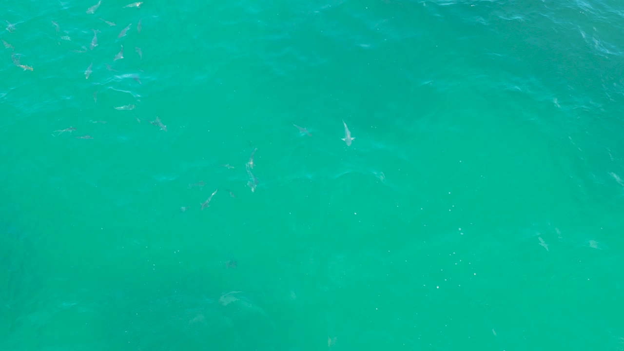 Overhead view of clear green water at Laguna Beach, Baja California Sur, with small fish scattered below the rippled surface and no visible people.