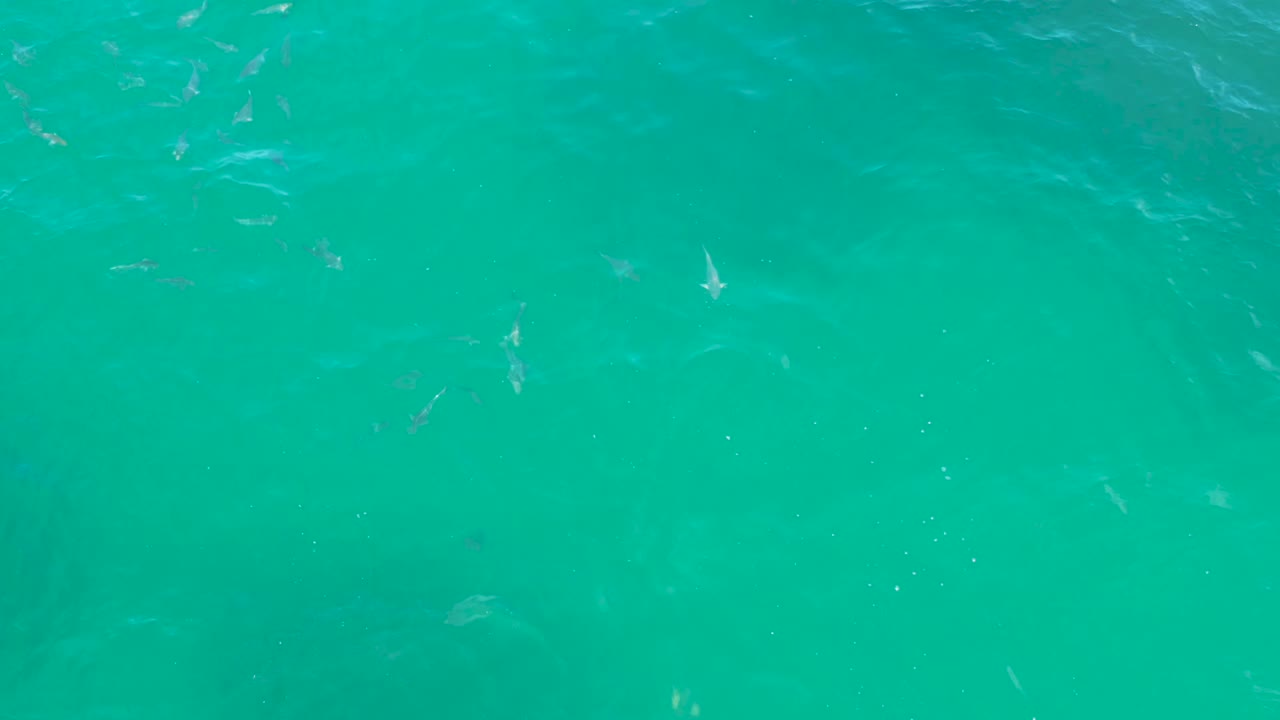 Aerial-looking frame of green coastal water in Laguna Beach, Baja California Sur, with small fish spread across the upper water column and no visible people.