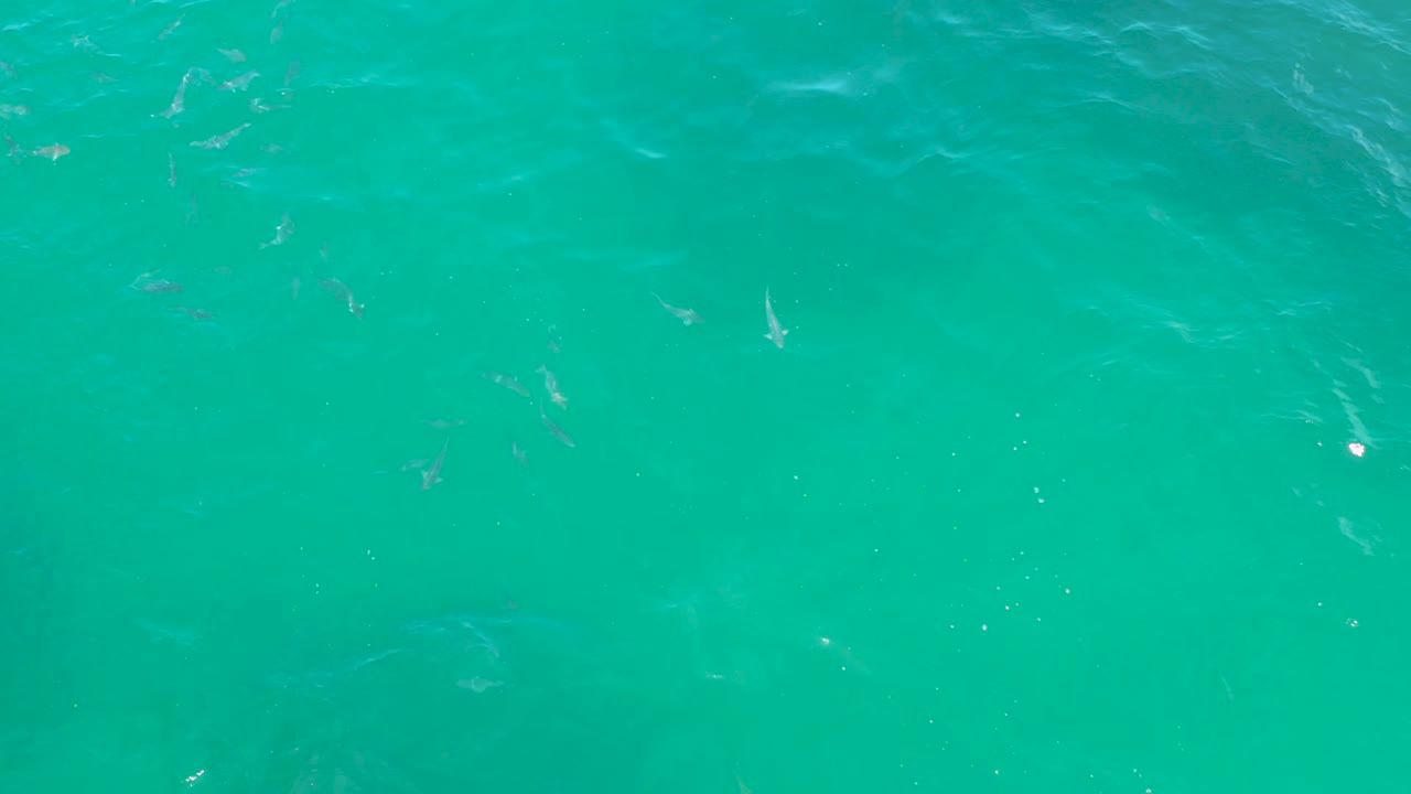 Clear green water at Laguna Beach, Baja California Sur shows scattered small fish, soft underwater shadows, faint bottom texture, and no visible people.