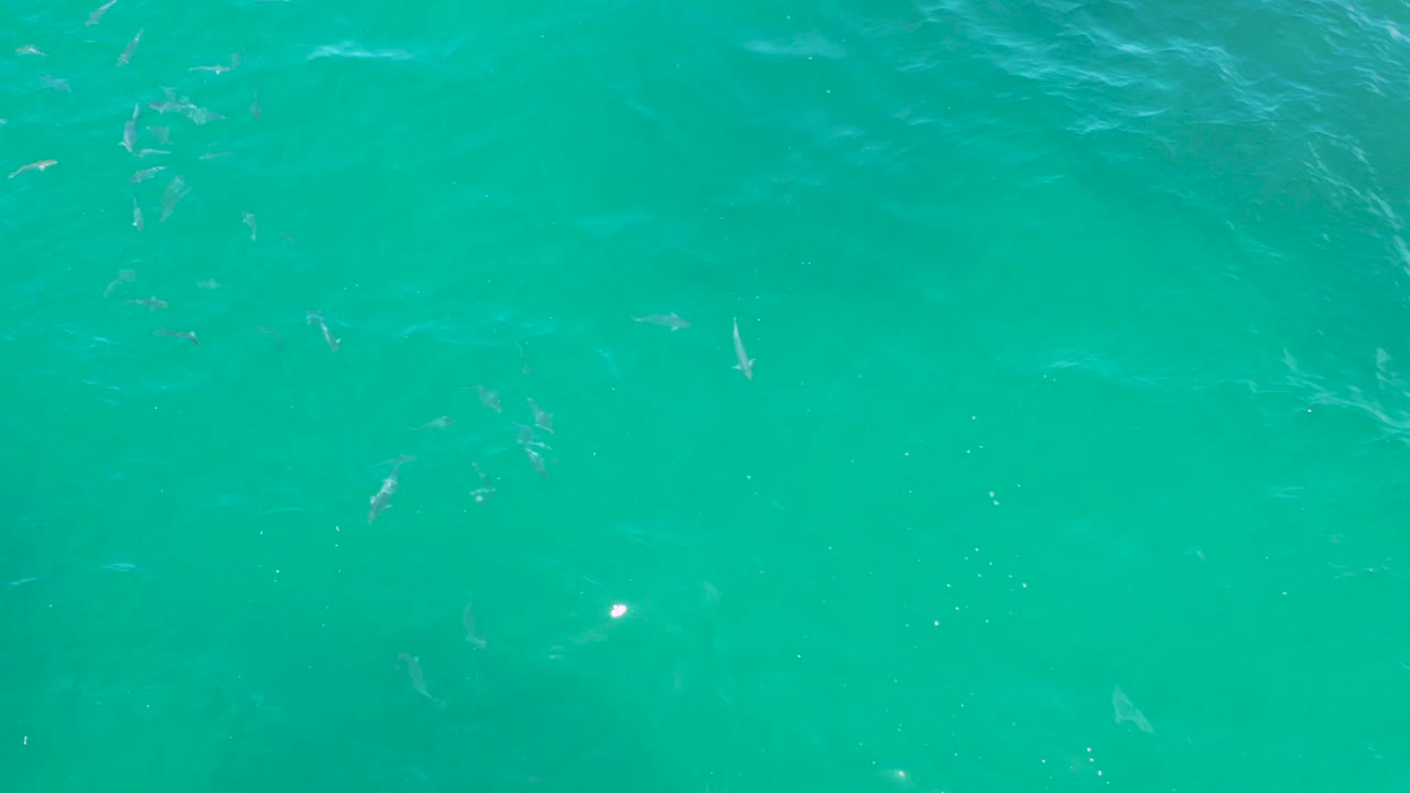 Green water surface with fish and brighter ripples