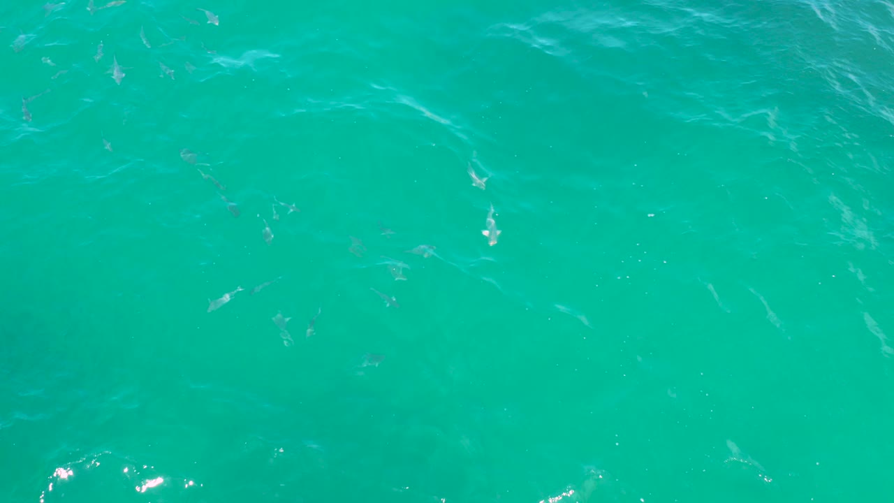Turquoise water with scattered small fish near the surface.