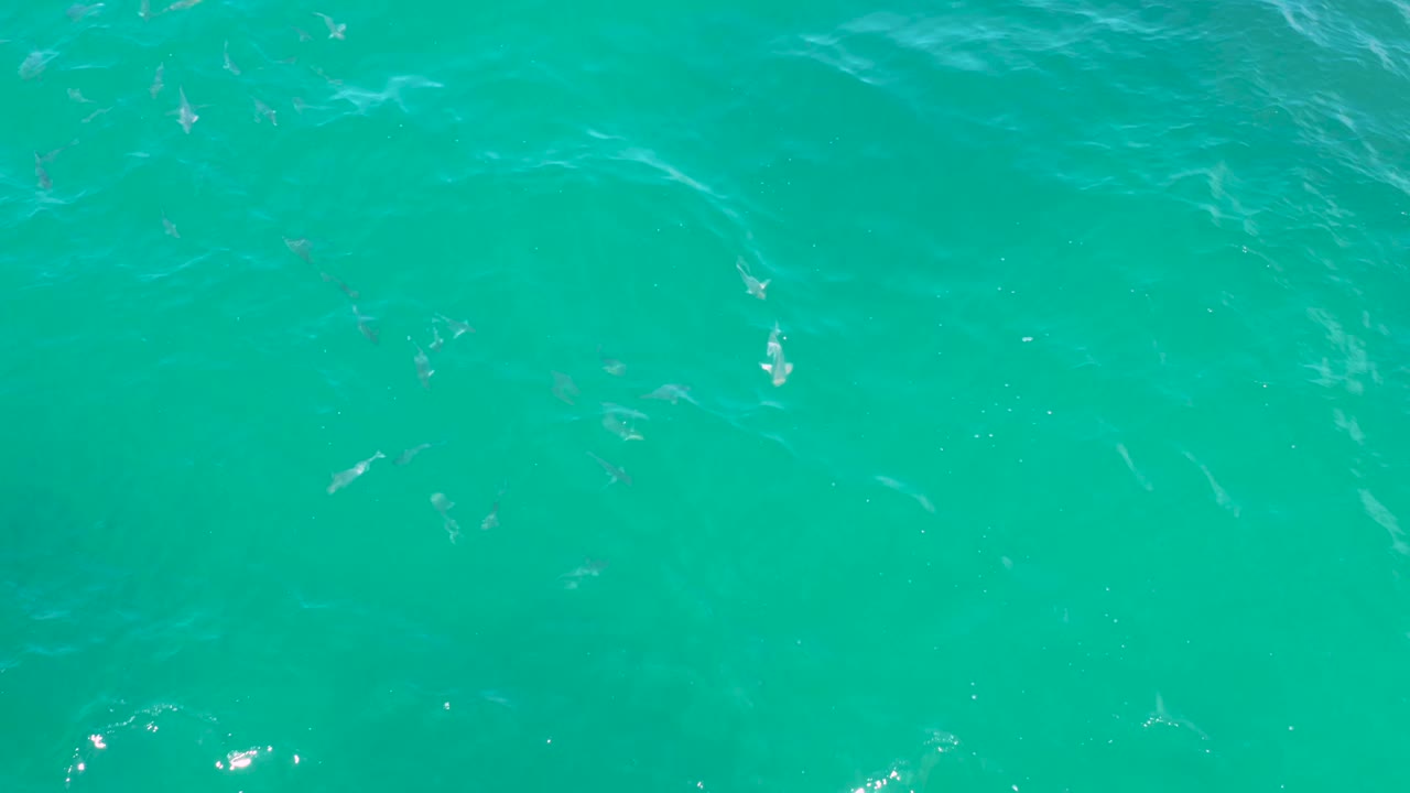 Overhead Laguna Beach water frame with faint fish shapes spread through the center and upper portions, with no visible people.